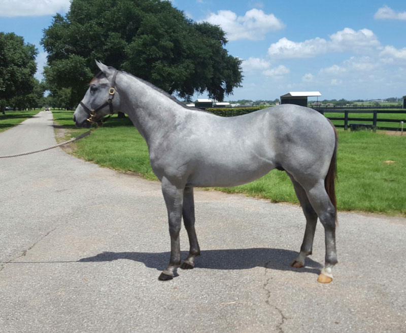 Successful Texas Summer Yearling and Mixed Sale Texas Thoroughbred